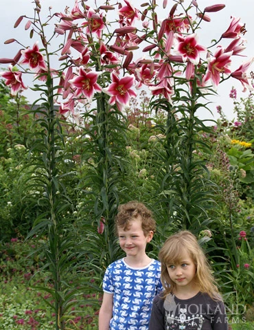 Menu Orienpet Lily Collection - Image 11