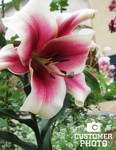 Menu Orienpet Lily Collection - Image 12