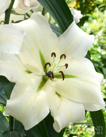 Menu Orienpet Lily Collection - Image 15