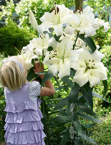 Menu Orienpet Lily Collection - Image 13