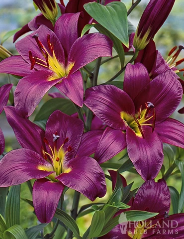 Menu Orienpet Lily Collection - Image 2