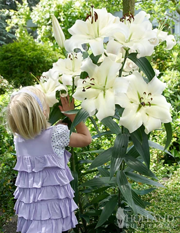 Menu Orienpet Lily Collection - Image 4