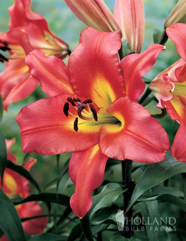 Menu Orienpet Lily Collection - Image 16