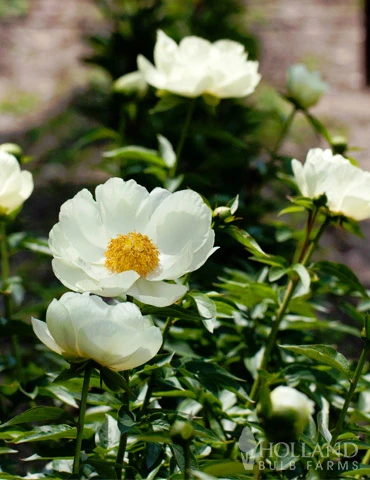 Menu Peony Cutting Garden Collection - Image 4