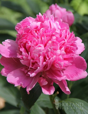 Menu Peony Cutting Garden Collection - Image 5