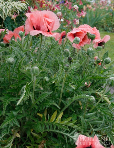 Menu Dynamic Oriental Poppy Collection - Image 3