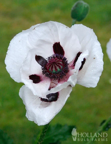 Menu Perennial Mix Collection - Image 4