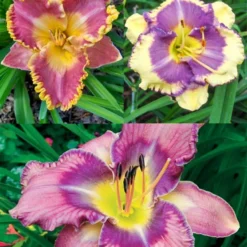 Menu Fancy Frills Daylily Collection