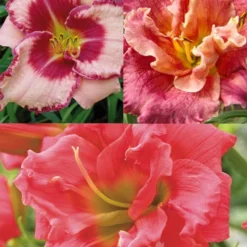 Menu Frenzy Of Pink Daylily Collection