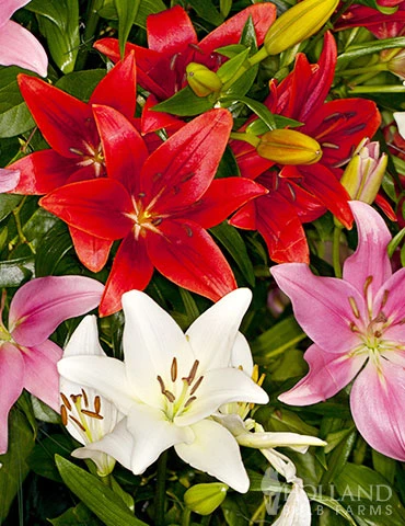 Menu 90 Days Of Spring Flowers Garden Kit - Image 8