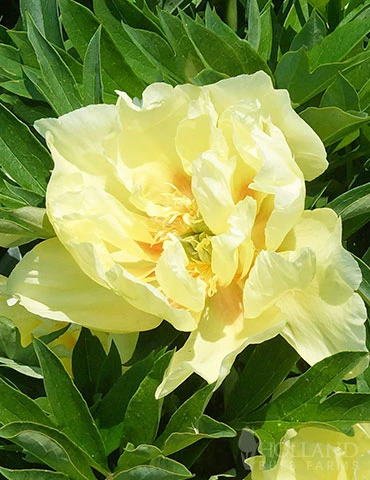Menu Peony Cutting Garden Collection - Image 7
