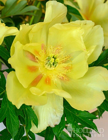 Menu Peony Cutting Garden Collection - Image 10