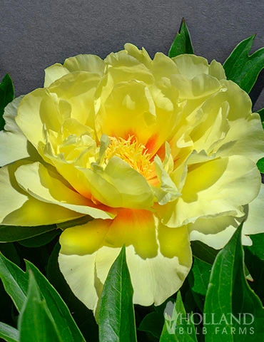 Menu Peony Cutting Garden Collection - Image 9