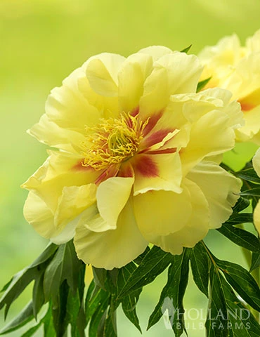 Menu Peony Cutting Garden Collection - Image 11