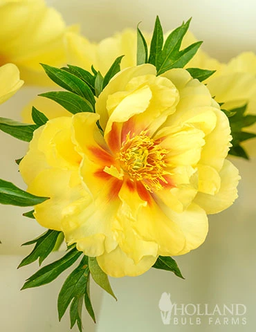 Menu Peony Cutting Garden Collection - Image 13