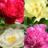 Menu Peony Cutting Garden Collection