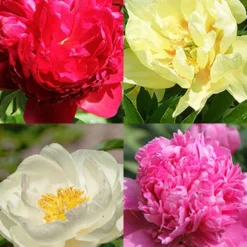 Menu Peony Cutting Garden Collection