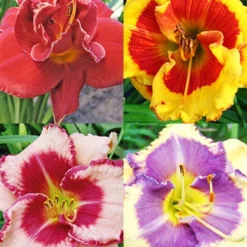 Menu Beginner Daylily Collection