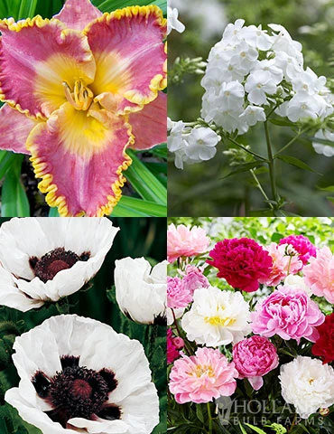 Menu Perennial Mix Collection