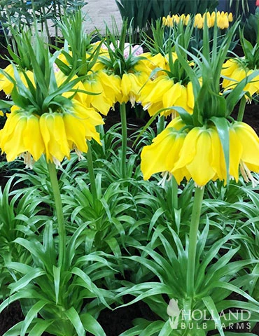 Menu Frantic For Fritillaria Collection - Image 10