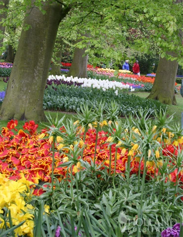 Menu Frantic For Fritillaria Collection - Image 12