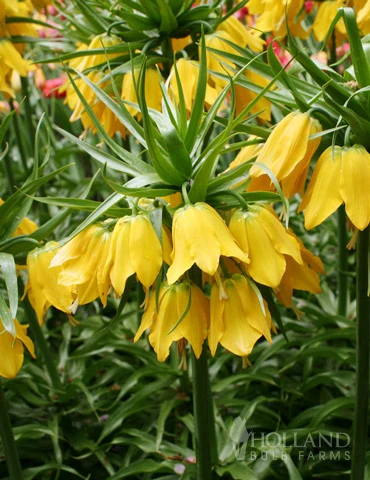 Menu Frantic For Fritillaria Collection - Image 9