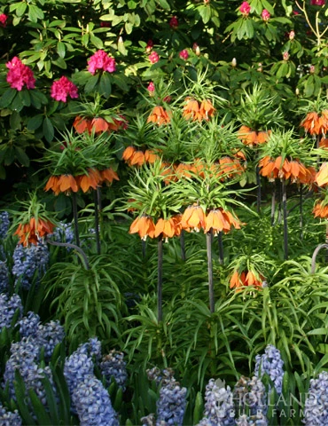 Menu Frantic For Fritillaria Collection - Image 6