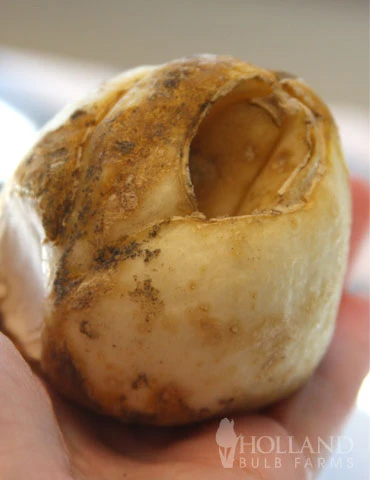 Menu Orange Ovation Collection - Image 12