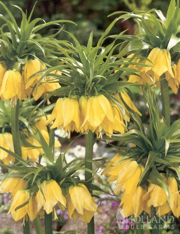 Menu Frantic For Fritillaria Collection - Image 2