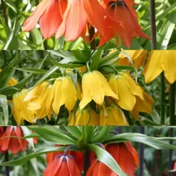 Menu Frantic For Fritillaria Collection