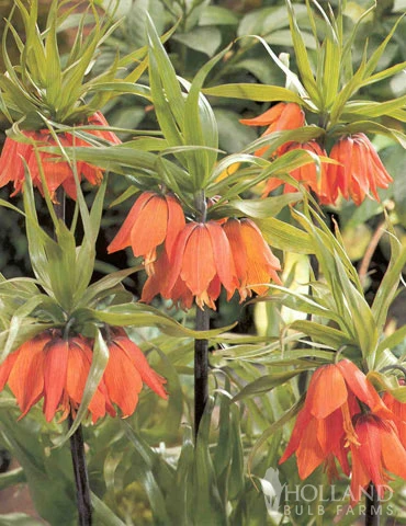 Menu Frantic For Fritillaria Collection - Image 4