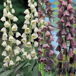 Menu Purple And White Fritillaria Collection