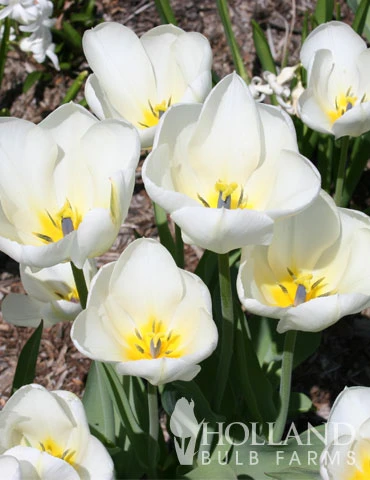 Menu Perennial Species Tulip Collection - Image 3