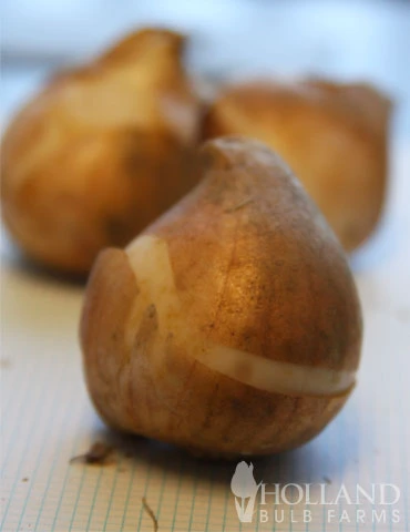 Menu Perennial Species Tulip Collection - Image 4