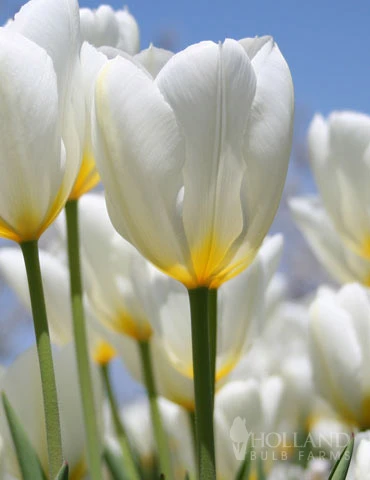 Menu Perennial Species Tulip Collection - Image 2