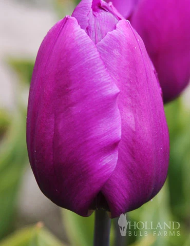 Menu 100 Blooms Of Purple And Pink Tulips Collection - Image 11