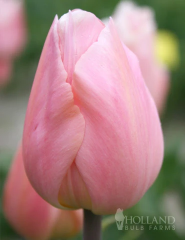 Menu 100 Blooms Of Purple And Pink Tulips Collection - Image 2