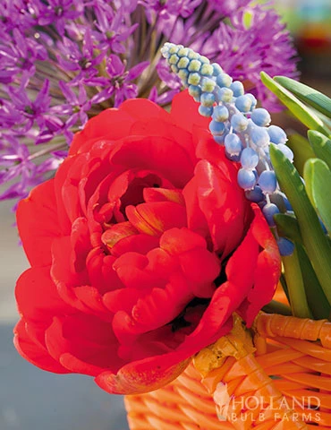 Menu Double Daffodil And Tulip Collection - Image 14