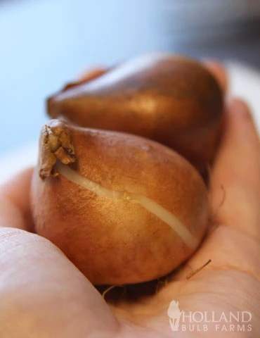 Menu Elegant Double Tulip Collection - Image 12