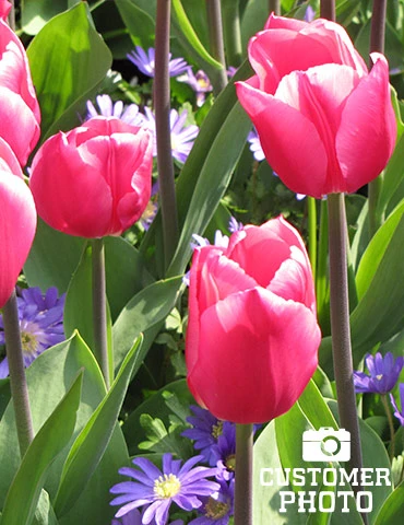 Menu Unicorn Dreams Tulip Garden Collection - Image 5