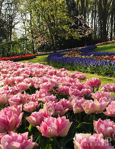 Menu 100 Blooms Of Purple And Pink Tulips Collection - Image 14