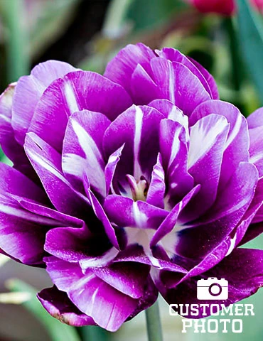 Menu Unicorn Dreams Tulip Garden Collection - Image 13