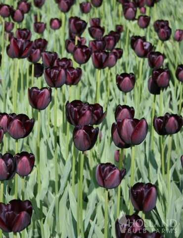 Menu Unicorn Dreams Tulip Garden Collection - Image 15