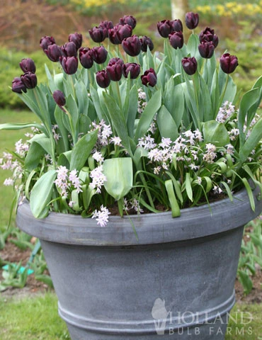 Menu Dark Night Duo Collection - Image 10