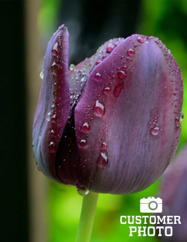 Menu Royalty Duo Collection - Image 11