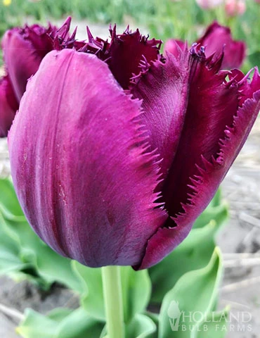 Menu Fringed Tulip Collection - Image 8