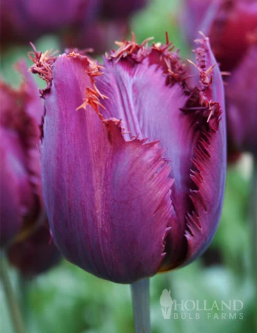Menu Fringed Tulip Collection - Image 7