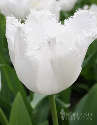 Menu Fringed Tulip Collection - Image 10