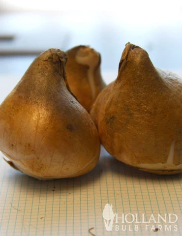 Menu Fringed Tulip Collection - Image 16