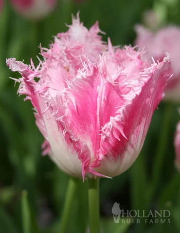 Menu Fringed Tulip Collection - Image 15